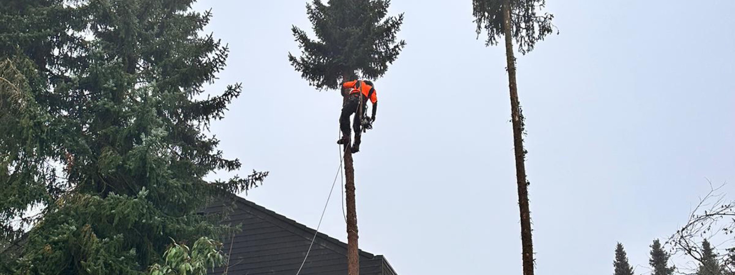 Mann hängt per Klettertechnik am Baumstamm einer Tanne und entfernt mit einer Kettensäge Äste
