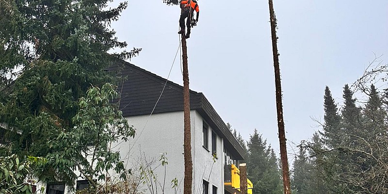 Fällung von drei Tannen